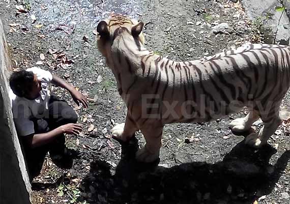 tiger kills student in delhi