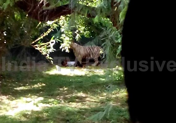 student killed after being attacked by tiger