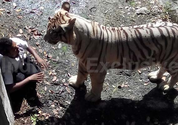 tiger attacks student inside delhi zoo