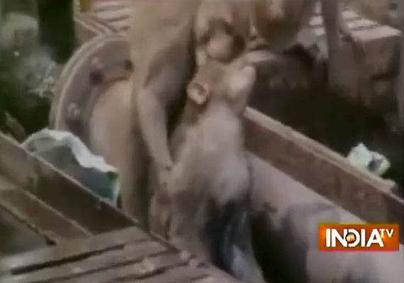 monkey saves another monkey kanpur station