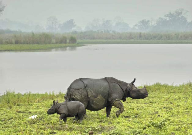 Kaziranga national park - IndiaTV