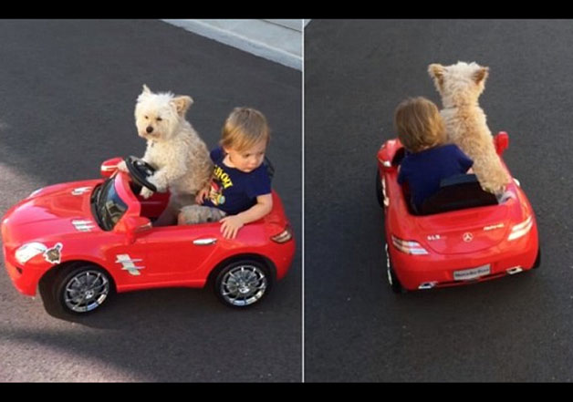 dog drives toddler in toy car