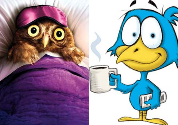 early bird vs night owl meme