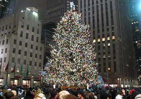 in new york 85 foot tall 13 tonne christmas tree in new york 85 foot tall 13 tonne christmas tree