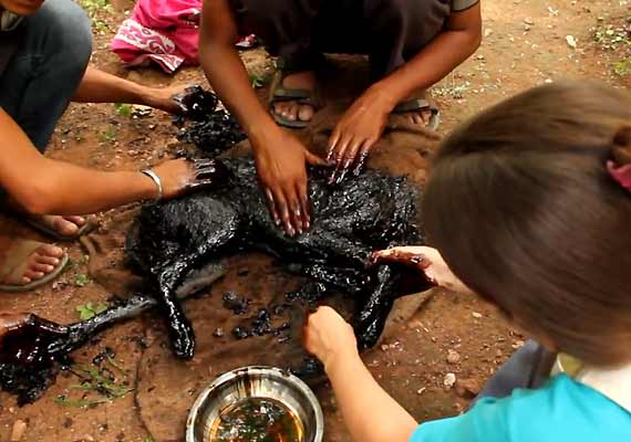 dog falls into hot tar