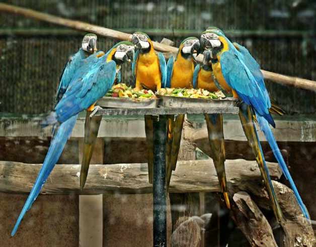 Top five attractions of Delhi's National Zoological Park | IndiaTV News |  India News – India TV