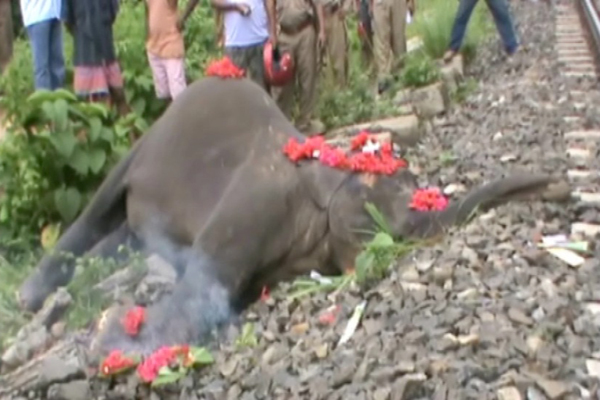 Baby elephant dies, hit by speeding train in Assam Baby elephant dies, hit by speeding train in Assam