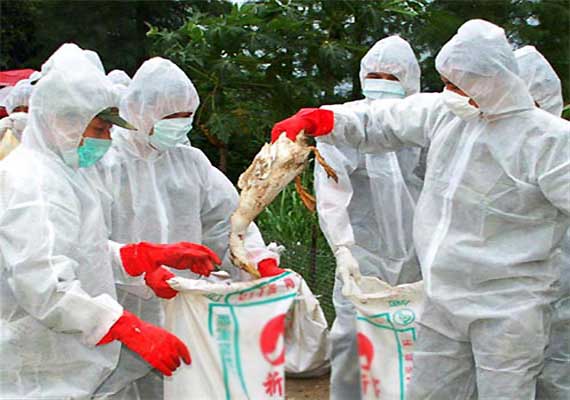 Hundreds of chicken culled after bird flu outbreak in Bihar