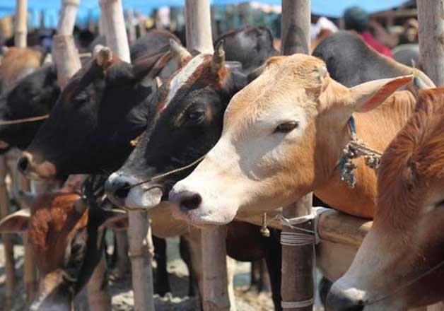Beef eating bad for environment, says United Nations body