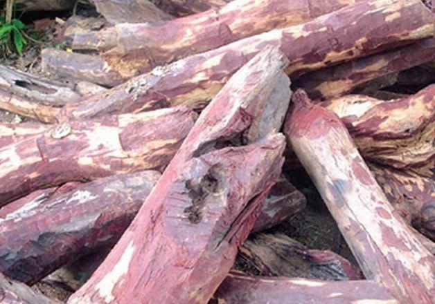 Red Sanders smugglers lure tribals of Tamil Nadu for special skill: HC Panel