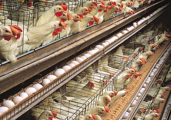 Pollution Control Board issues notice to close poultry farms in ...