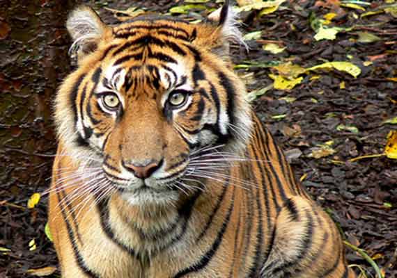 Tiger, leopard poaching cases pending for 40 yrs in MP courts