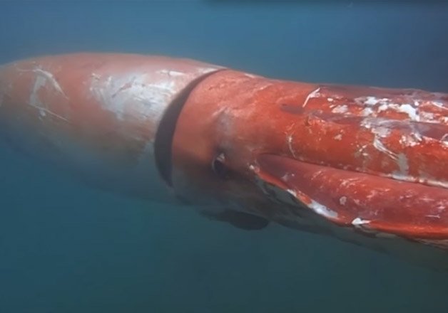 Bizarre Sighting! Giant squid spotted in Japanese bay