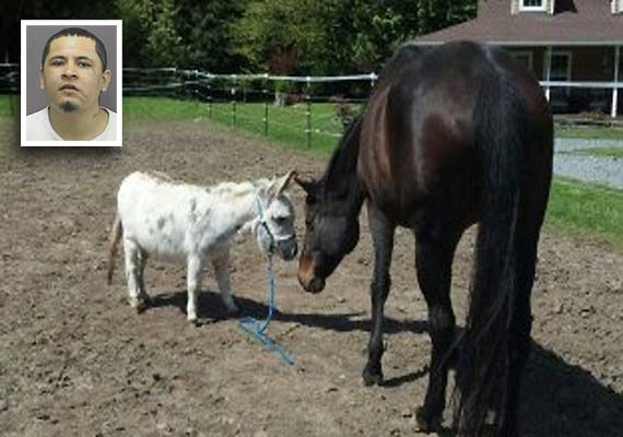 Pony Sex With Mares Sex - American jailed for sex with neighbour's mare