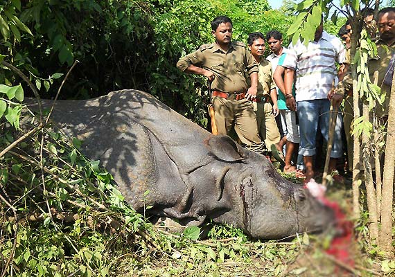 Another rhino killed in Assam, poachers escape