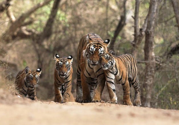 Sariska scores over Ranthambore in tiger preservation