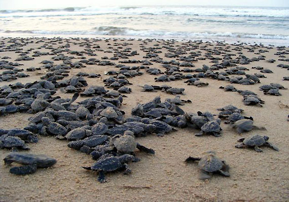 Odisha plans turtle tourism